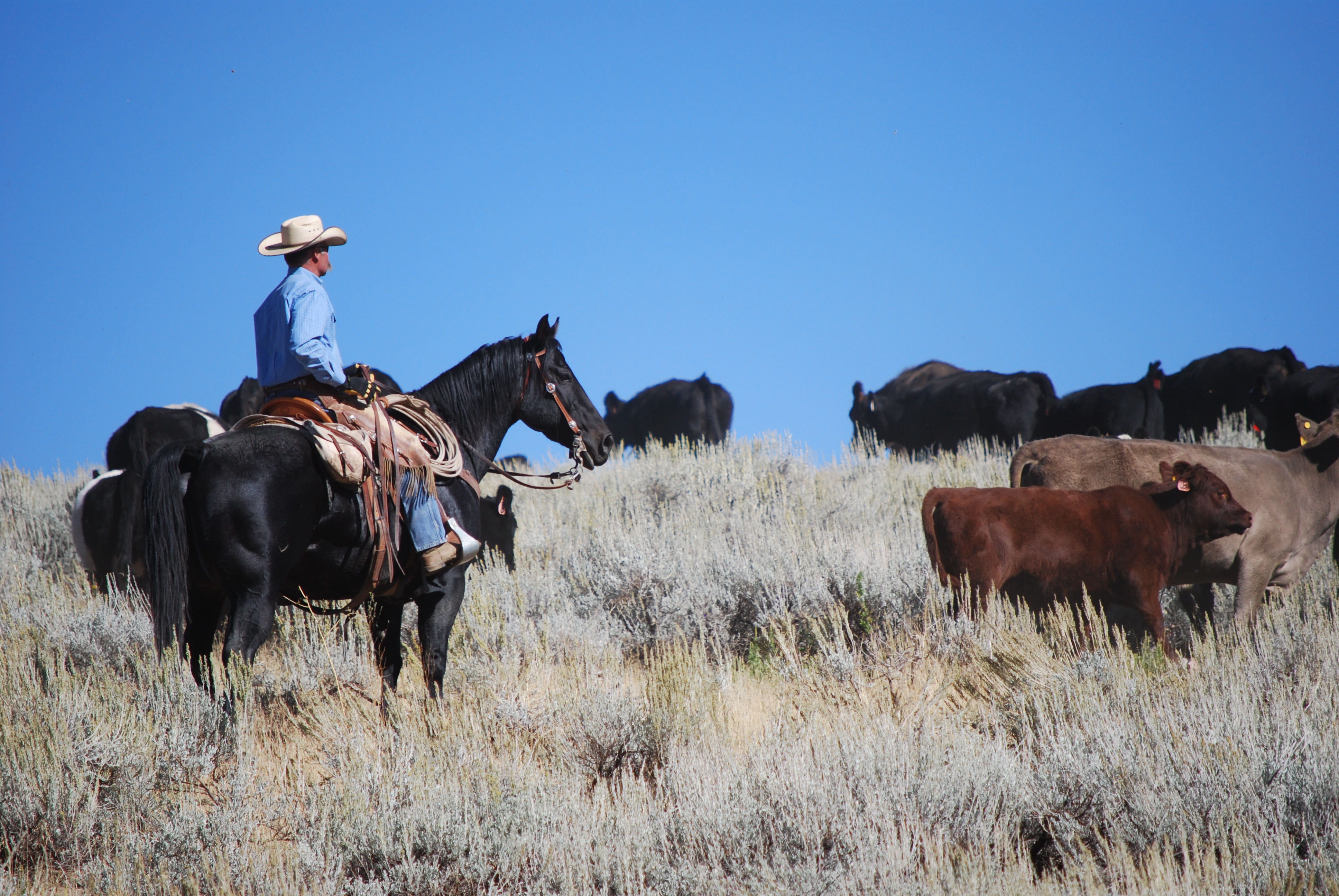 Cattle on mountain with rancher on horseback.